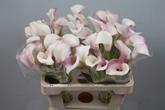 Zantedeschia Blushing Lady 55cm