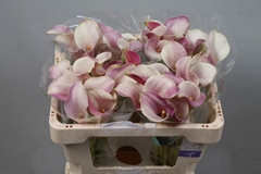 Zantedeschia Blushing Lady 50cm