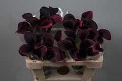 Zantedeschia Call Amazone 50cm