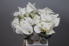 Zantedeschia Pure Art 70cm