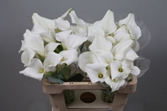 Zantedeschia Pure Art 55cm