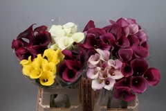 Zantedeschia Mixed 60cm