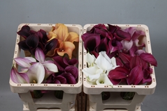 Zantedeschia Mixed 45cm