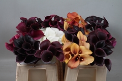 Zantedeschia Mixed 35cm