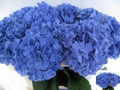 Hydrangea Pimpernel 80cm 18-20cm Hd