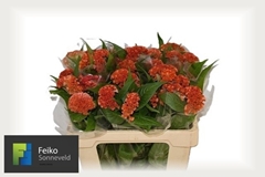 Celosia Reprise Orange 55cm