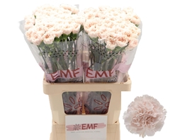 Dianthus Single Brut 65cm