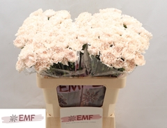 Dianthus Single Brut 60cm
