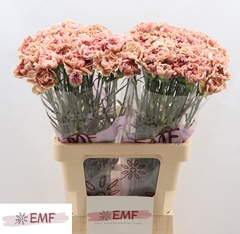 Dianthus Single Miss Marble 65cm