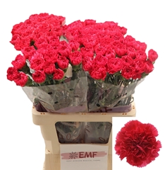 Dianthus Single Bizet 65cm