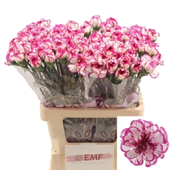 Dianthus Single Kino 65cm