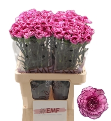 Dianthus Single Royal Damascus 65cm