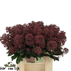 Skimmia Japonica Rubella Per Bunch 45cm