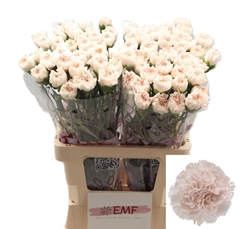 Dianthus Single Brut 65cm