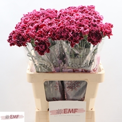 Dianthus Single Nobbio Burgundy 60cm