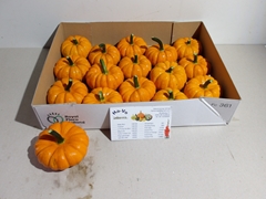 Cucurbita Pepo Jack Be Little 9cm