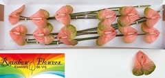 Anthurium Avo Gabriella 13cm Hd
