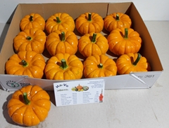Cucurbita Pepo Jack Be Little 10cm