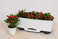 Euphorbia Cardinal 12Ø 22cm