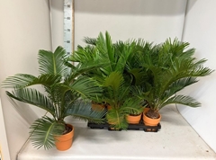 Cycas Revoluta 13Ø 65cm