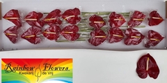 Anthurium Galaxy 11cm Hd
