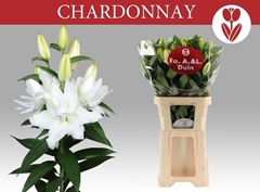 Lily Oriental Double Chardonnay 90cm 5+