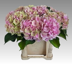 Hydrangea Verena Classic 60cm 19-21cm Hd