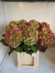 Hydrangea Verena Classic 80cm 21-23cm Hd