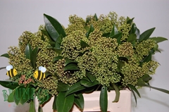 Skimmia Kew Green Per Bunch 45cm