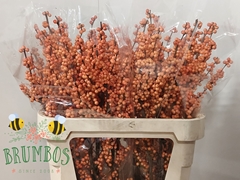 Ilex Verticillata Winter Gold 80cm