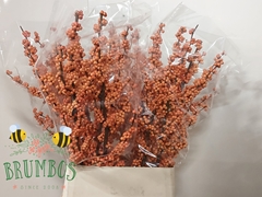 Ilex Verticillata Winter Gold 100cm