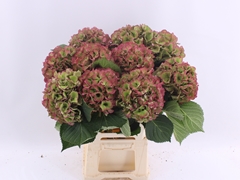 Hydrangea Elbtal Classic 60cm 16-18cm Hd