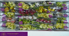 Cymbidium Mini Mix 40cm