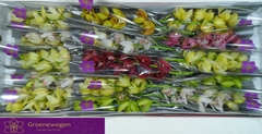 Cymbidium Mini Mix 50cm