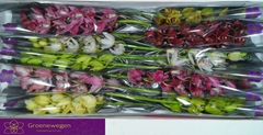 Cymbidium Mini Mix 60cm