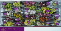 Cymbidium Mini Mix 30cm