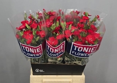 Dianthus Spray Red Diamonds 50cm