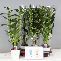 Dendrobium Star Class Apollon 12Ø 60cm 2st