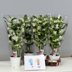 Dendrobium Star Class Apollon 12Ø 45cm 2st