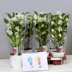 Dendrobium Star Class Apollon 12Ø 45cm 2st