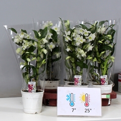 Dendrobium Star Class Apollon 12Ø 40cm 2st
