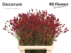 Sanguisorba Strawberry Dream 85cm