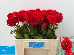 Dahlia Red Cap 55cm