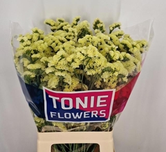 Limonium Sinuatum Yellow Sun Birds 70cm 35gr.