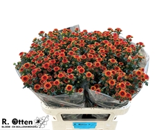 Chrysanth Santini Calimero Sunrise 75cm 50gr.