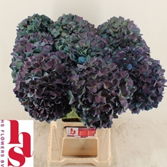 Hydrangea Pimpernel Classic 60cm 18-20cm Hd