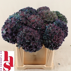 Hydrangea Pimpernel Classic 50cm 15-17cm Hd