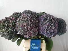 Hydrangea Pimpernel Classic 100cm 24-26cm Hd