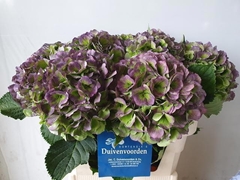 Hydrangea Verena Blue Classic 80cm 19-21cm Hd