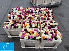 Dahlia Mix Per Bunch 45cm